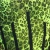 Tropic green GP